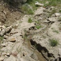 Awesome: a tiny stream in Cottonwood Canyon, Mojave National Preserve