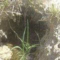 Apparently, this dripping water is the source of Cottonwood Spring