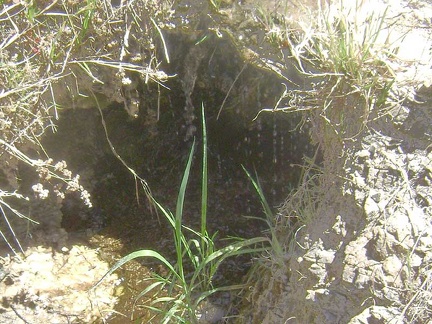 Apparently, this dripping water is the source of Cottonwood Spring