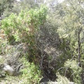 Cottonwood Spring is aptly named since this cottonwood tree lives here