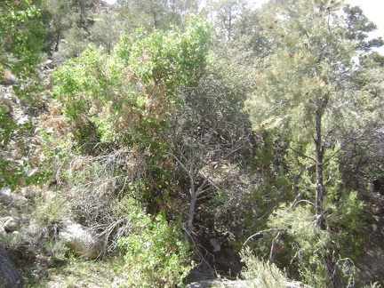 Cottonwood Spring is aptly named since this cottonwood tree lives here