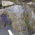 The water that drips out from under the tree roots at Cottonwood Spring flows over this rock as a clear shiny film