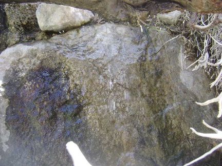 The water that drips out from under the tree roots at Cottonwood Spring flows over this rock as a clear shiny film