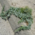 Coyote melon growing along the side of Excelsior Mine Road