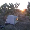 With the Button Mountain road 100 feet from my tent, I watch a nice sunset through the joshua trees toward the Cow Cove area