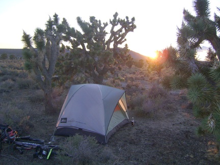 With the Button Mountain road 100 feet from my tent, I watch a nice sunset through the joshua trees toward the Cow Cove area