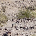I start walking up and down across the rocky fan and pass one of several jackrabbits that I'll see today