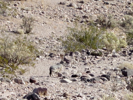 I start walking up and down across the rocky fan and pass one of several jackrabbits that I'll see today