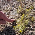 I notice several "Chinch weeds," if that's what they are, as I walk across the alluvial fan