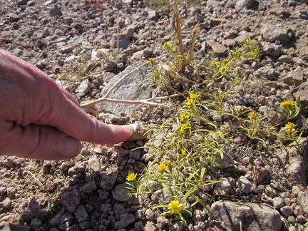 I notice several &quot;Chinch weeds,&quot; if that's what they are, as I walk across the alluvial fan