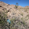 As I hike up the canyon into the Cady Mountains, I come across a balloon stuck in the brush