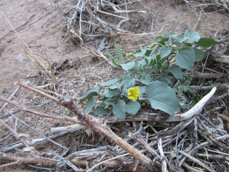 Hmmm... here's a little yellow flower that I'm not familiar with