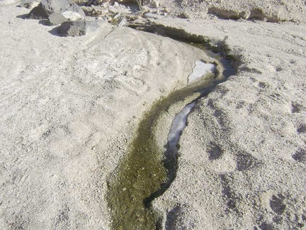 A little further up Indian Springs wash, I come across another seep and a bit of ice that today's sun hasn't reached, and melted