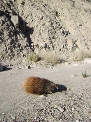 Poor little cactus!