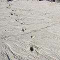 I'm seeing animal tracks all over the place