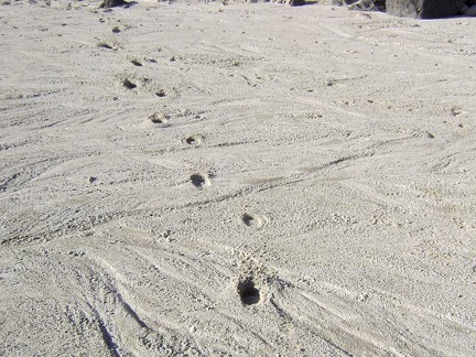 I'm seeing animal tracks all over the place