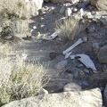 The wash forks and gets narrower, then I stumble across these bones