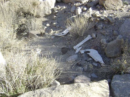 The wash forks and gets narrower, then I stumble across these bones