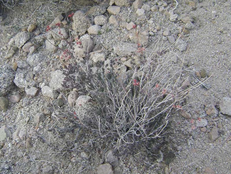 I keep seeing these diminutive buckwheat-like plants