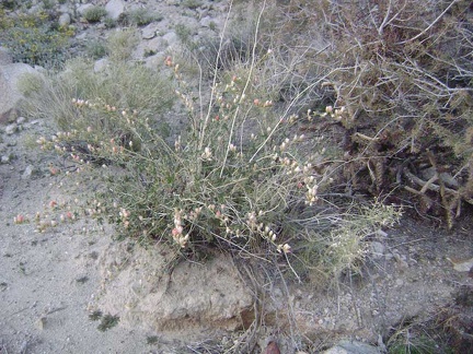 Desert mallow