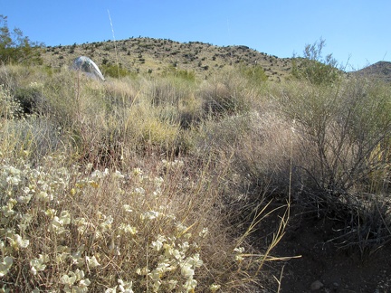 Nice, almost warm morning near Slaughterhouse Spring; I wake up baking in my tent around 8h30