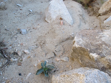 Before I start climb up the adjacent hillside, I notice what I think is a young Palmer's penstemon sprouting in the canyon floor