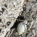 While climbing up the rocky hillside, I plow through a spider web by accident and have to brush this unusual spider off me
