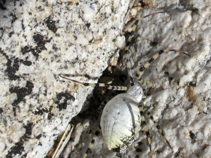 While climbing up the rocky hillside, I plow through a spider web by accident and have to brush this unusual spider off me