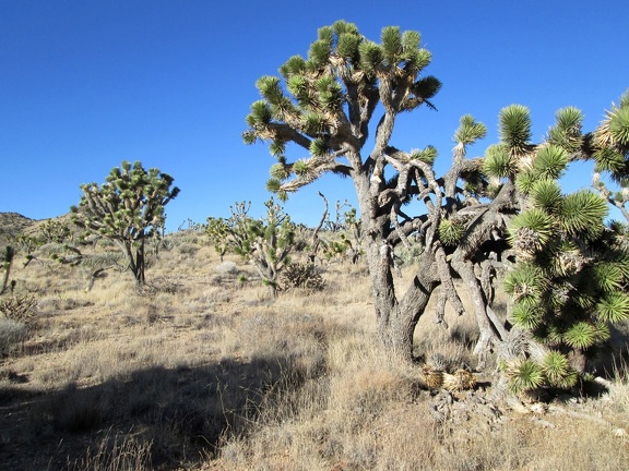 I hike cross-country a while across rolling Joshua-tree-and-juniper forest in the Trio Mine area