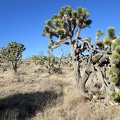 I hike cross-country a while across rolling Joshua-tree-and-juniper forest in the Trio Mine area