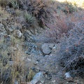 My short hike up the invisible road ends and I begin hiking down a gently sloping wash toward Ivanpah Road
