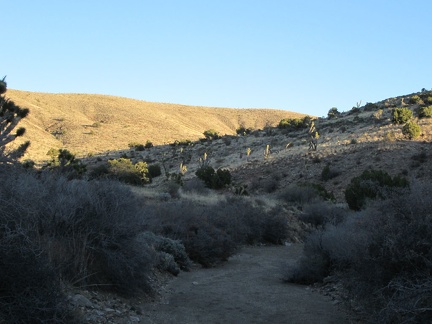 I encounter no other human footprints as I hike down this wash toward Ivanpah Road (and I haven't seen any other humans today)