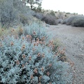 Salvia dorrii: I thought I detected the distinctive smell of desert sage earlier, and here's some