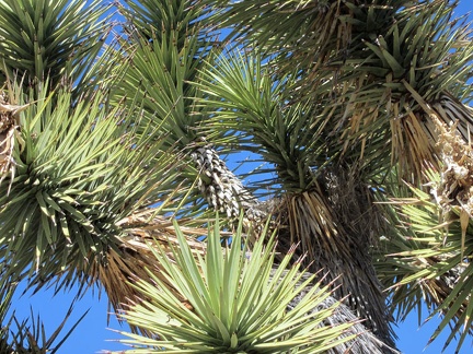  I notice bird activity near my tent and locate a nearly invisible bird's nest in an elbow of this joshua tree at centre-right