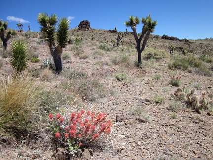  I pass a few brilliant Indian paintbrush plants as I further climb the hills above my tent