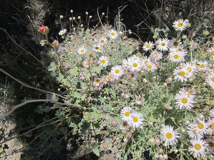 I encounter a nice patch of Mojave asters on the way down into the valley below Castle Peaks