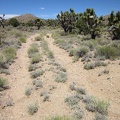 In this little valley below Castle Peaks, I reach an old closed road, a perfect trail after a bit of cross-country hiking