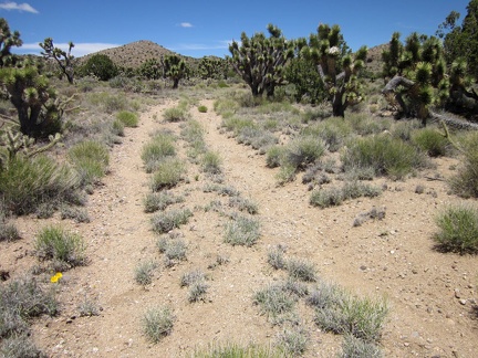 In this little valley below Castle Peaks, I reach an old closed road, a perfect trail after a bit of cross-country hiking