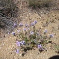 I find a few Gooding's verbenas blooming in the wash