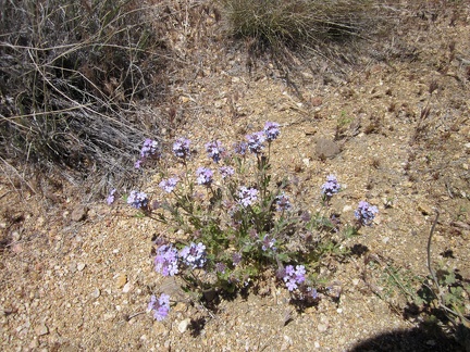 I find a few Gooding's verbenas blooming in the wash