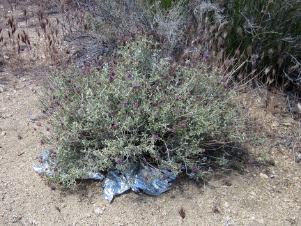 In this Castle Peaks wash, I encounter my first stray balloon of the day, trapped in a desert sage bush