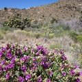 In this Castle Peaks wash is the most lush Desert four o'clock (Mirabilis multiflora) that I've seen so far on this trip