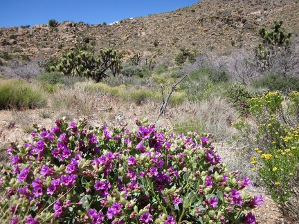 In this Castle Peaks wash is the most lush Desert four o'clock (Mirabilis multiflora) that I've seen so far on this trip