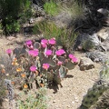 A nice juxtaposition of pink cactus flowers and orange desert mallows in this Castle Peaks wash