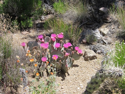 A nice juxtaposition of pink cactus flowers and orange desert mallows in this Castle Peaks wash