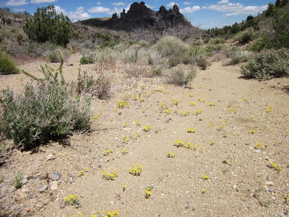 Yellow Eriophyllum wallacei flowers are scattered intermittently in this Castle Peaks wash