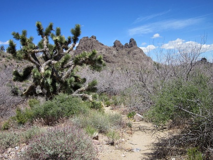 A few stretches of this Castle Peaks wash have a lot of thorny Catclaw acacia bushes to avoid