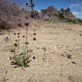 A few rather large Chia sages grow in this Castle Peaks wash