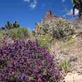 Near the barbed-wire fence is the brightest blooming desert sage I've seen yet on this trip