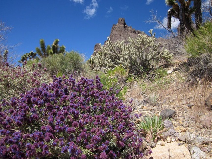 Near the barbed-wire fence is the brightest blooming desert sage I've seen yet on this trip